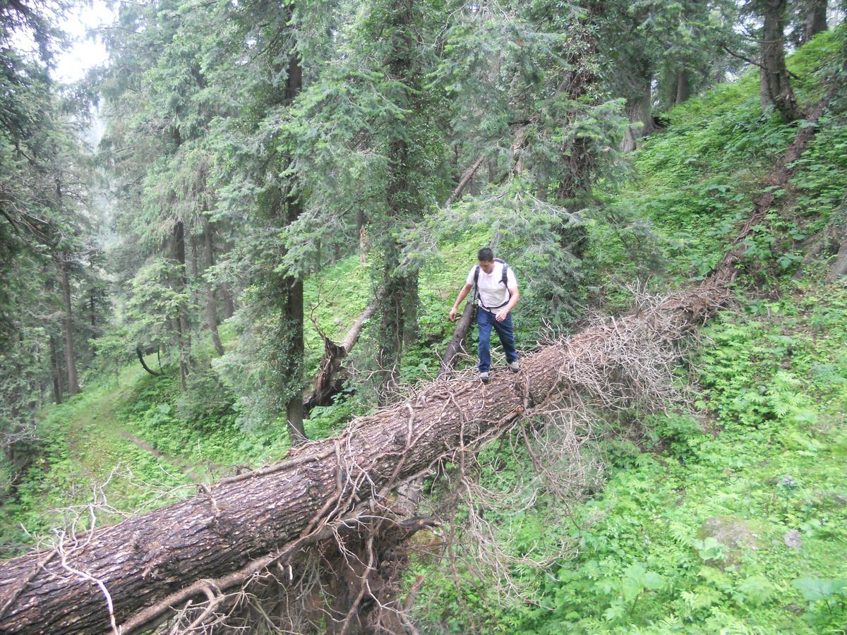 Aamod Resorts Dalhousie ! Luxury Cottage Resort Exterior foto